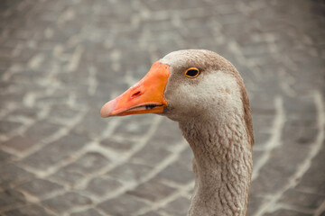 Dnepr. Geese are beautiful domestic animals, they walk around the yacht club.