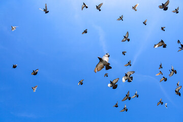 A large flock of pigeons flying across a bright blue sky on a clear sunny day. The birds are...