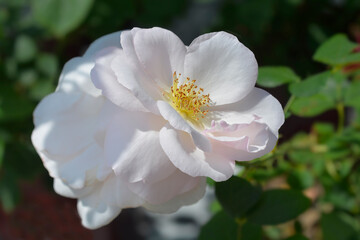 Pale pink fose flowers - Latin name - Rosa Pear