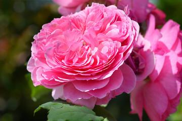 Pink rose flowers - Latin name - Rosa Theo Clevers