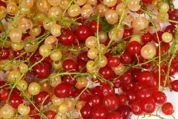 A vibrant close-up shows a bountiful mix of fresh red and translucent white currants on their...