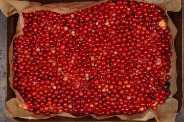 A baking tray lined with parchment paper holds an abundant, vibrant layer of red currants, forming...