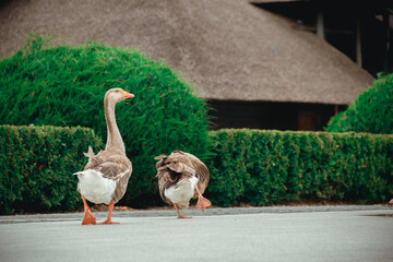 Dnepr. Geese are beautiful domestic animals, they walk around the yacht club.