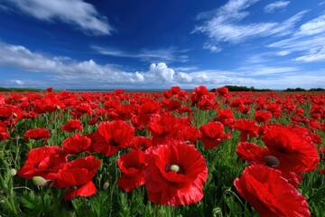 Fototapeta premium Vibrant red poppy flowers blooming under a bright blue sky in open field