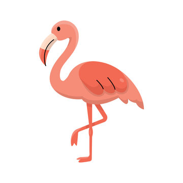 Pink Flamingo Vector Illustration Tropical Bird Artwork