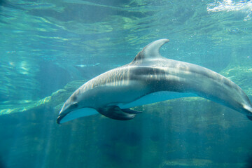 Fototapeta premium dolphin in the water