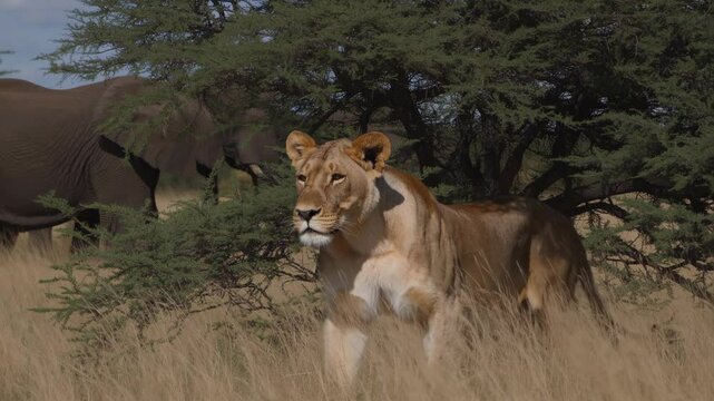 Lioness prowling through tall savannah grass, peaceful elephant grazing under tree shade, showcasing wildlife coexistence in african wilderness