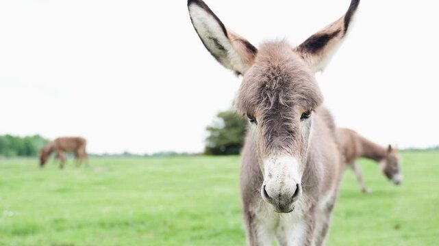 Extremely close-up shot of a cute, funny donkey coming up to the camera