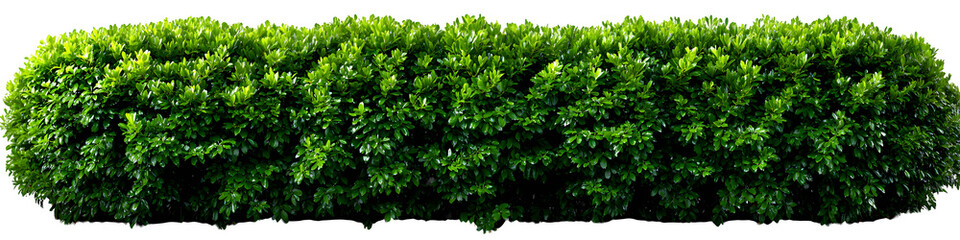 Obraz premium Long hedge of dense green bushes trimmed in straight line, hi-res detail with slight natural shadow