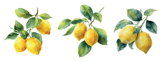 Watercolor set of yellow lemons. Vector vintage lemon tree branch with ripe lemons and leaves. Vintage fruit concept. Vector illustration.