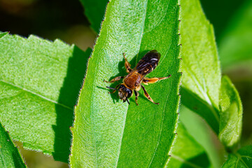 Braunschuppige Sandbiene (Andrena curvungula)

