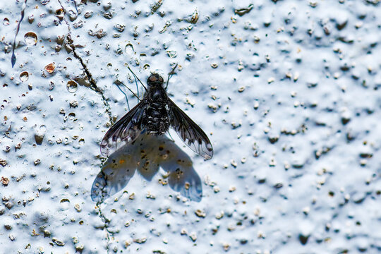 Gewöhnlicher Trauerschweber (Anthrax anthrax) 