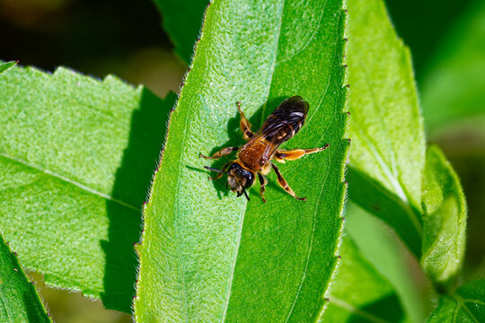 Braunschuppige Sandbiene (Andrena curvungula)

