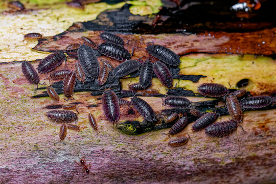 Landasseln an einem Baumstamm	