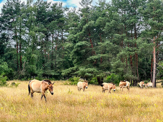Przewalskis horses on a meadow in a nature protection area near Aschaffenburg, Bavaria, Germany.