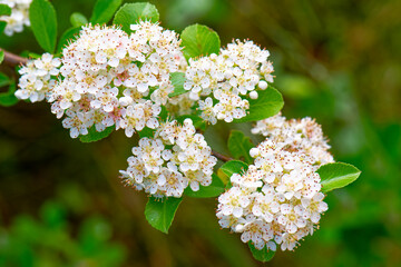 Blüten des Mittelmeer-Feuerdorn (Pyracantha coccinea)