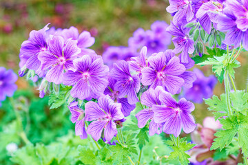 Blüten des Pracht-Storchschnabel (Geranium magnificum)