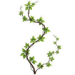 Green vine with leaves isolated on transparent background