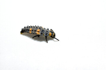 Ladybug larva, or coccinellids - a family of beetles on a white background.
