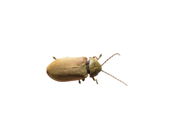 The raspberry beetle, or common raspberry beetle, is a species of raspberry beetle on a PNG background.