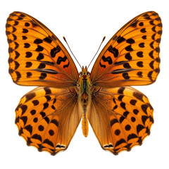 Obraz premium Orange and black butterfly with wings spread isolated on transparent background