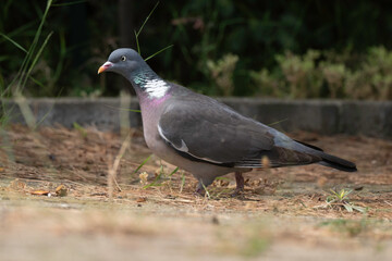 Obraz premium Pigeon ramier, Common Wood Pigeon, columba palumbus