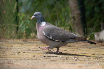 Pigeon ramier, Common Wood Pigeon, columba palumbus