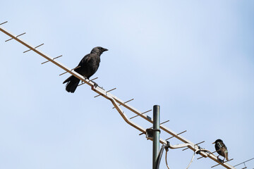 Choucas des tours,Coloeus monedula , Western Jackdaw, Etourneau sansonnet, Sturnus vulgaris, Common Starling, oiseau en ville