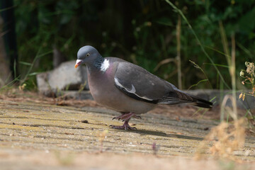Pigeon ramier, Common Wood Pigeon, columba palumbus