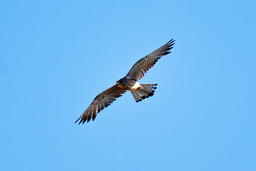 Fototapeta premium Faucon crécerellette, Falco naumanni, Lesser Kestrel