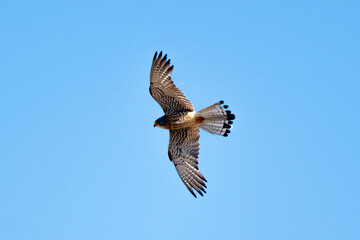 Fototapeta premium Faucon crécerellette, Falco naumanni, Lesser Kestrel