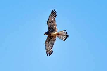 Obraz premium Faucon crécerellette, Falco naumanni, Lesser Kestrel