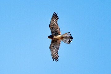 Obraz premium Faucon crécerellette, Falco naumanni, Lesser Kestrel