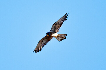 Faucon crécerellette,Falco naumanni, Lesser Kestrel