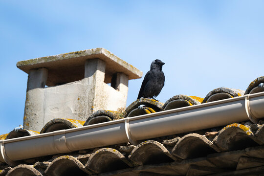 Choucas des tours,Coloeus monedula , Western Jackdaw,  oiseau en ville