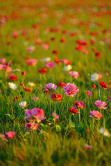 Obraz premium Vibrant pink and red flowers in a lush green field