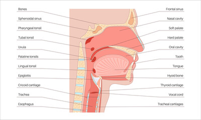 Upper respiratory tract