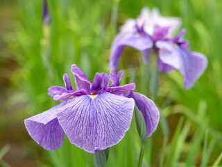 満開の花菖蒲