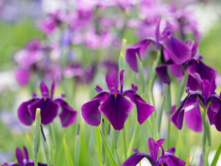 満開の花菖蒲