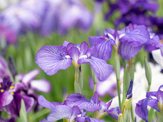 満開の花菖蒲