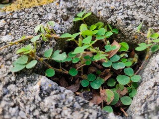 green plant growing on the ground
