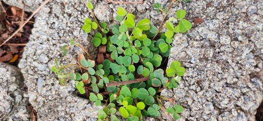 green moss on the wall