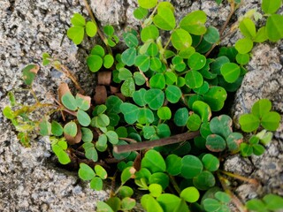 green leaves on the ground
