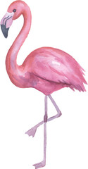 Watercolor painting of a pink flamingo on transparent background.