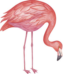 Watercolor flamingo illustration on transparent background.