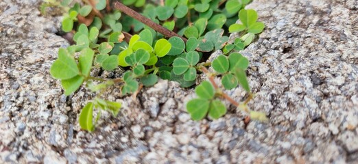 green plant growing in the ground