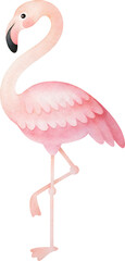 Watercolor flamingo illustration on transparent background.