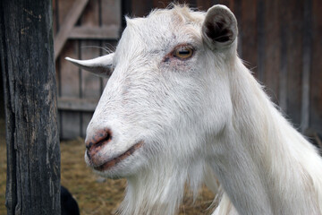 White portrait of a goat