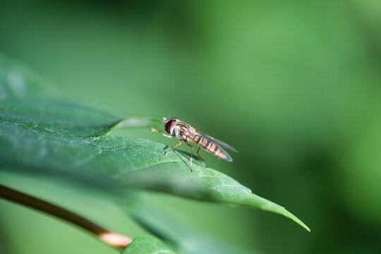 Episyrphus balteatus, Marmalada hoverfly