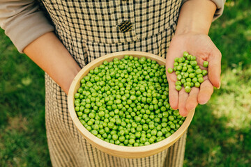 A stunning and vibrant display showcasing freshly harvested green peas arranged attractively in a wooden bowl outdoors